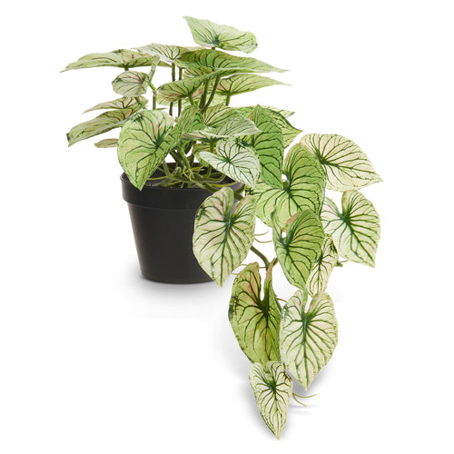 can a caladium be a house plant RAZ 21" Potted Candidum Caladium – Johnson Florist